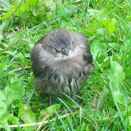Ferienwohnung Ahausen Ahausen