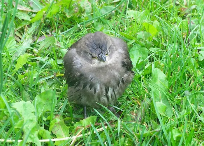 Ferienwohnung Ahausen Ahausen (Lower Saxony)